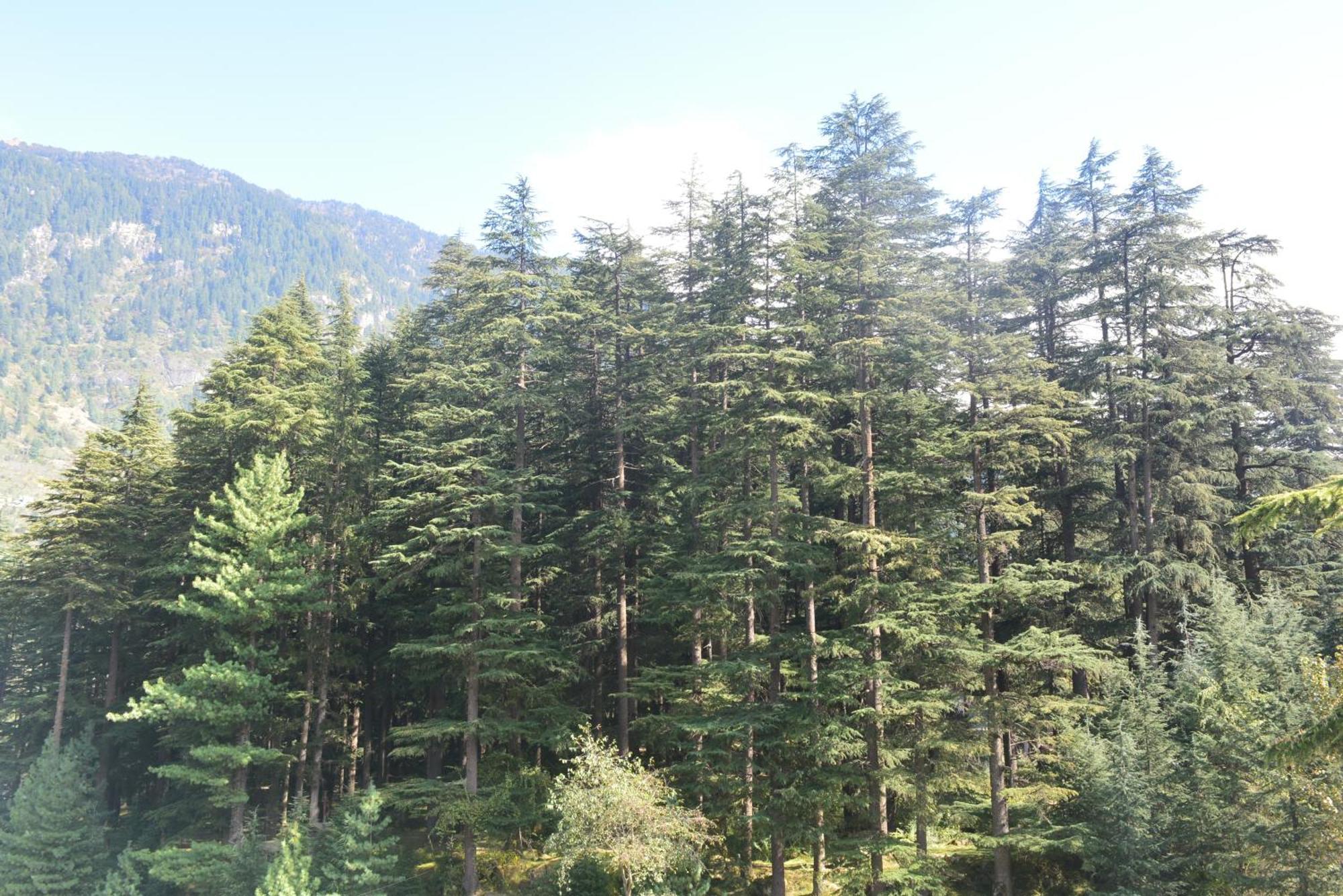 The Neelgiris Hotel Manali  Bagian luar foto